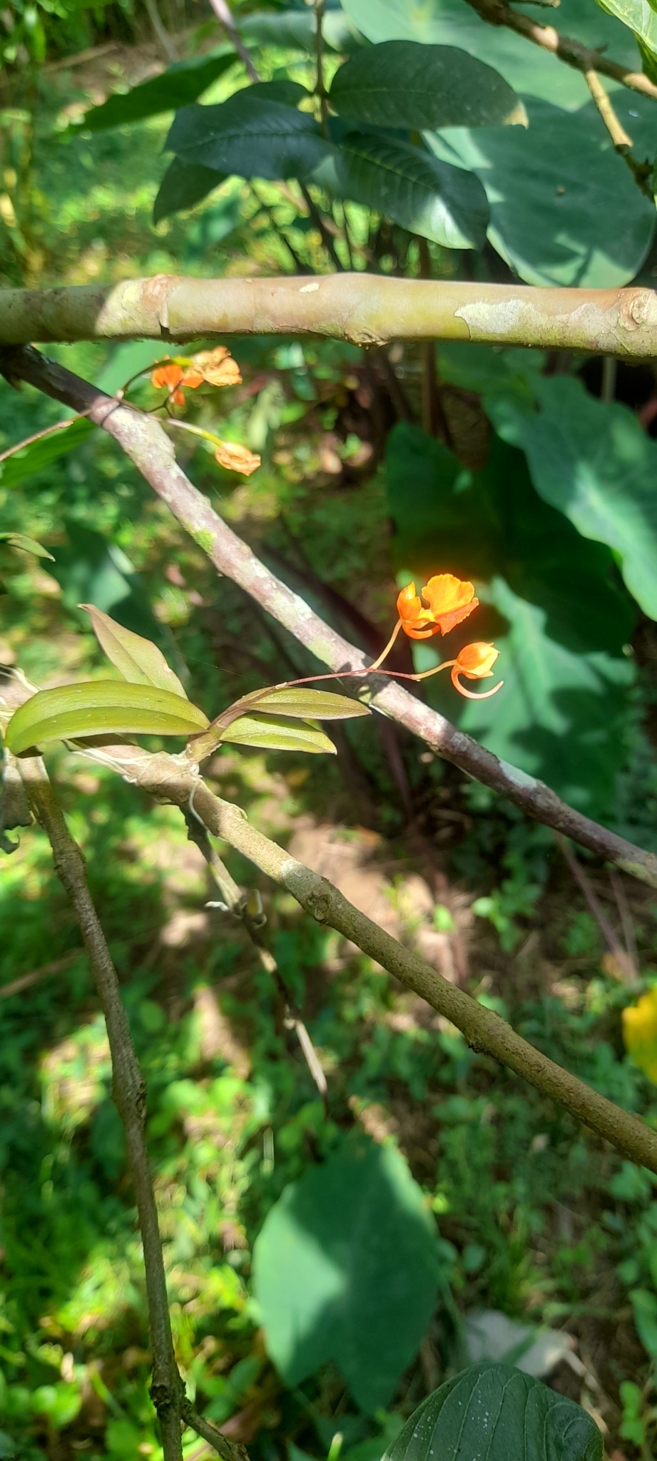 Comparettia coccinea