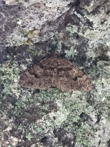 Xanthorhoe rupicola