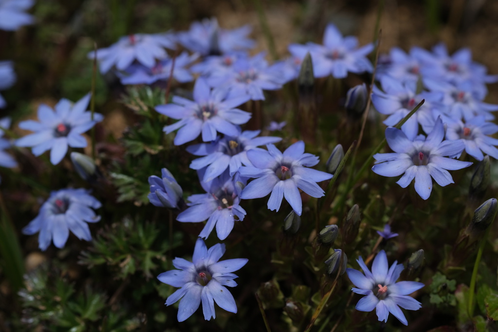 Gentiana nanobella