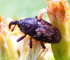 Glyptobaris lecontei