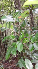 Plagioscyphus cauliflorus