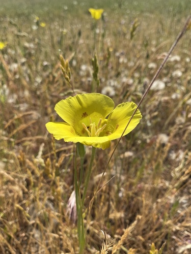 iNaturalist observation photo of Yellow Mariposa Lily