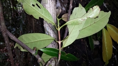 Coffea millotii