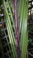 Dypsis