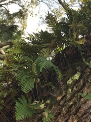 Pleopeltis michauxiana
