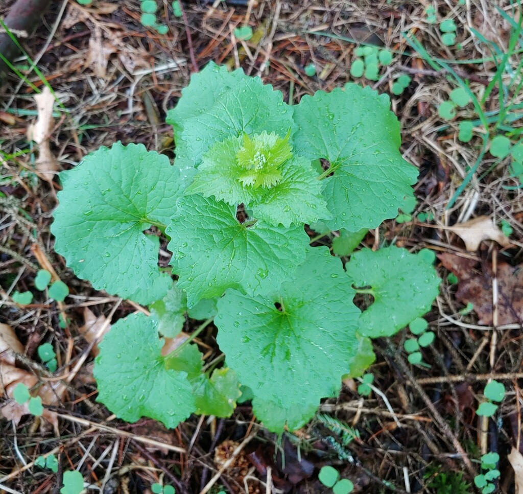 garlic mustard from Cambria County, PA, USA on April 22, 2023 at 1251