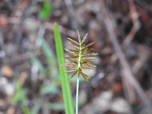 flatsedge (Cyperus pseudothyrsiflorus)