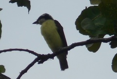 Pitangus sulphuratus