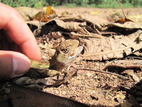 Brazilian Fathead Anole, Enyalius boulengeri