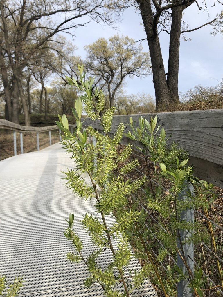 Willows from Indiana Dunes National Park, Gary, IN, US on April 28, 2023 at 0532 PM by dbaldw