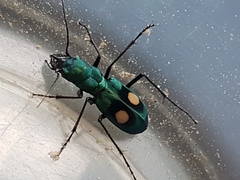 Pseudoxycheila bipustulata