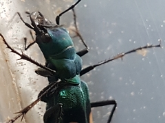 Pseudoxycheila bipustulata