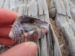 Conus purpurascens image
