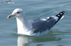 Larus fuscus heuglini