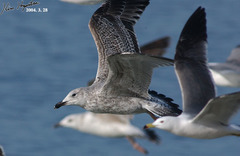 Larus fuscus heuglini