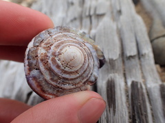 Conus purpurascens