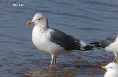 Larus fuscus heuglini