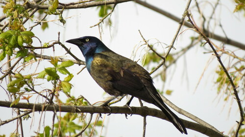 Bronzed Grackle
