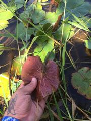Nymphaea novogranatensis