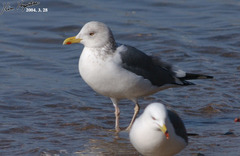 Larus fuscus heuglini