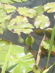 Nymphaea novogranatensis