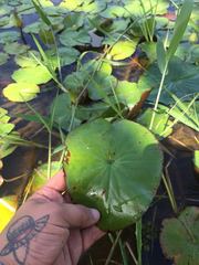 Nymphaea novogranatensis