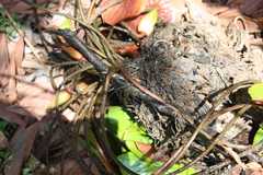 Nymphaea novogranatensis