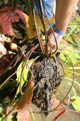 Nymphaea novogranatensis