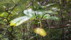 Tabernaemontana eusepala