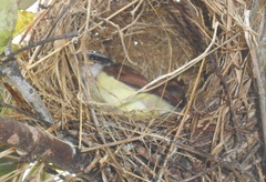 Pitangus sulphuratus