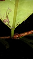 Pyrostria