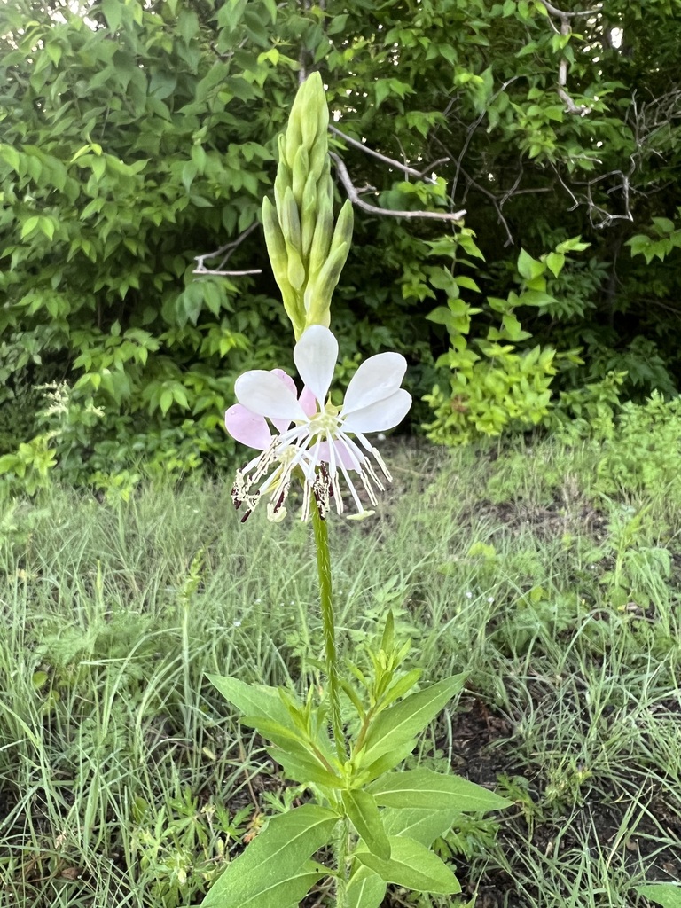 roadside gaura