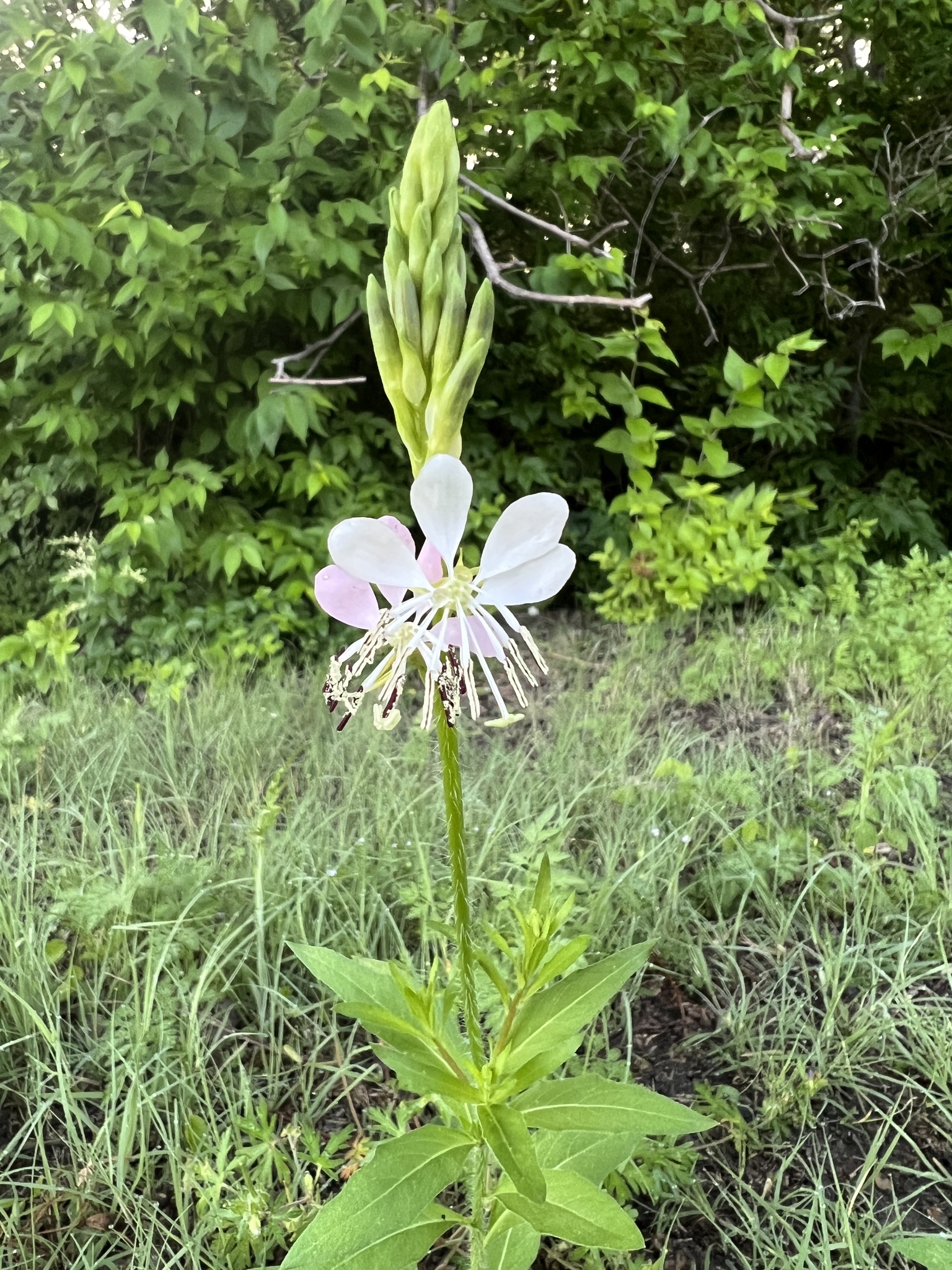 Oenothera suffulta