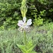 Oenothera suffulta - Photo (c) tmn-alc, osa oikeuksista pidätetään (CC BY-NC)