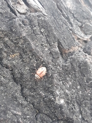 Mulsantina mexicana
