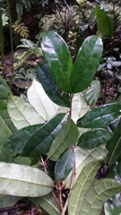 Calyptranthera