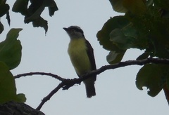 Pitangus sulphuratus