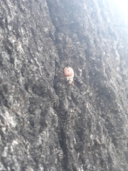 Mulsantina mexicana