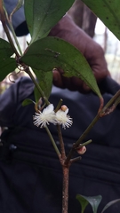 Clusiaceae