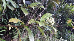 Gaertnera phyllosepala