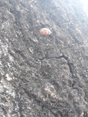 Mulsantina mexicana