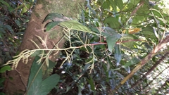 Dypsis forficifolia