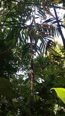 Dypsis