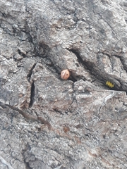 Mulsantina mexicana