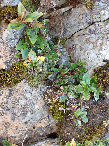 Veronica lanceolata, photograph 6