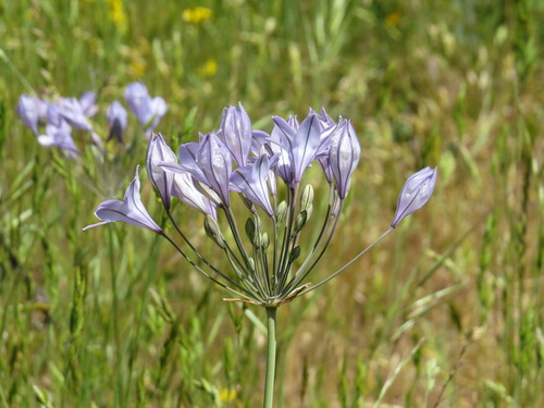 Triteleia laxa