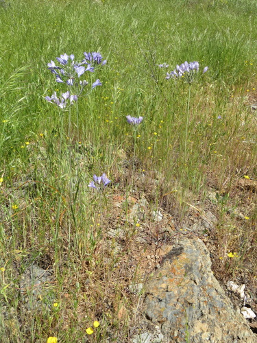 Triteleia laxa