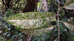 Diospyros megasepala