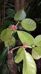 Pyrostria