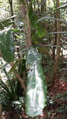 Phyllarthron antongiliense